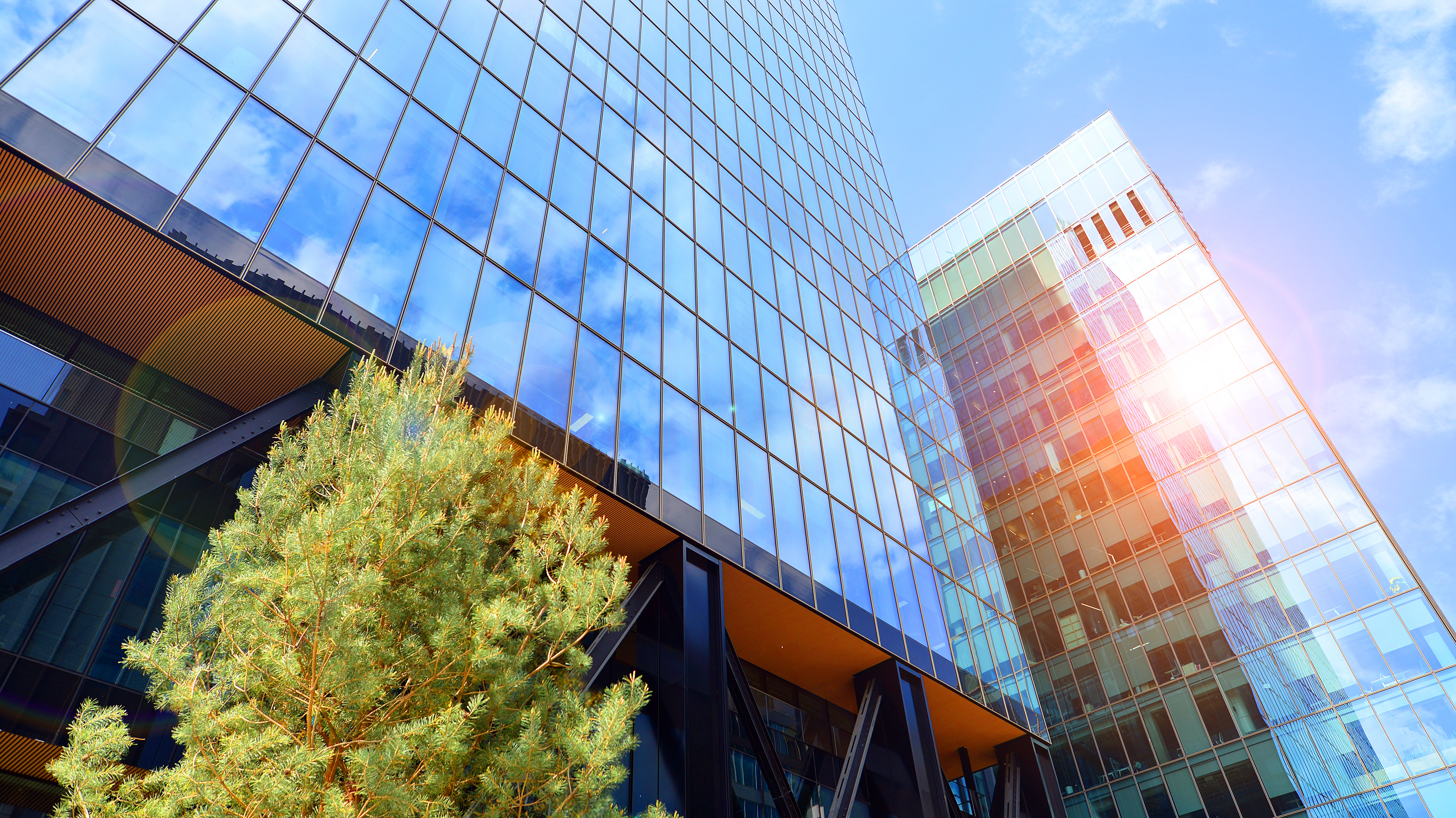 Urban office building with sun reflecting and a tree in the foreground